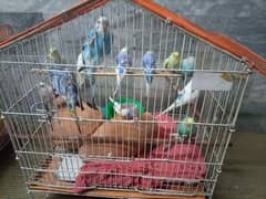 parrot (urgent sale)