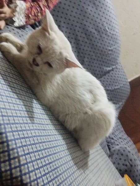 cute Persian female cat for sale 0