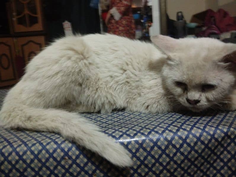 cute Persian female cat for sale 1
