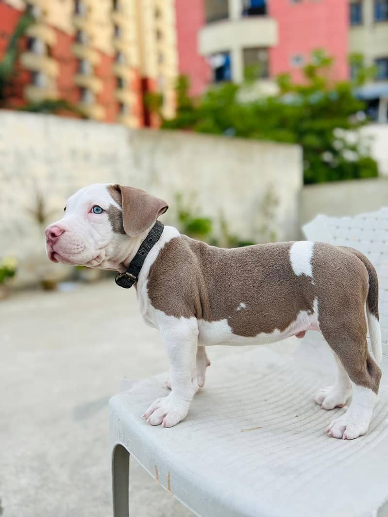 American Bully 2