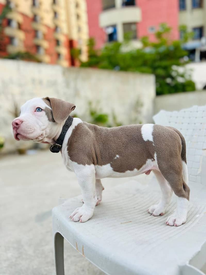 American Bully 6