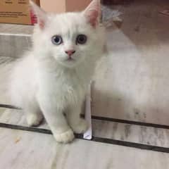 Odd Eye Color White Persian Male Cat