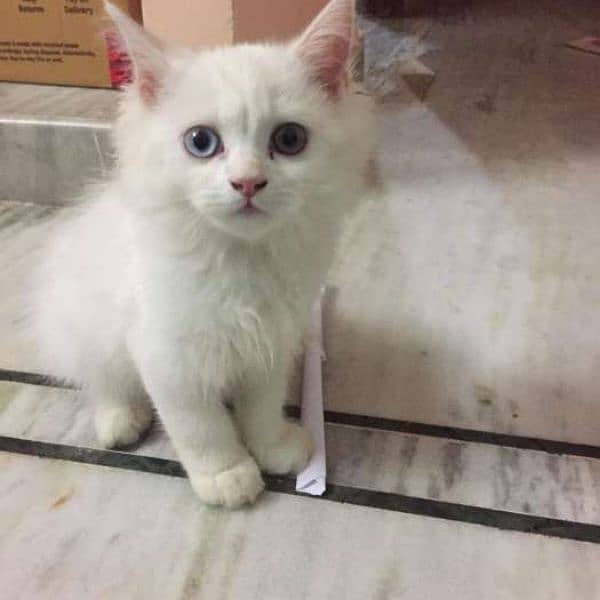 Odd Eye Color White Persian Male Cat 0