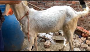 qurbani it goats for sale