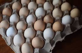 desi eggs
