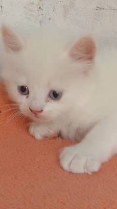 persain cat male kitten for sale