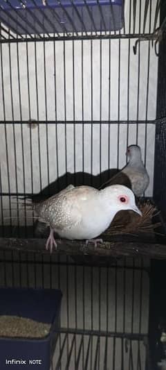 red dove pair