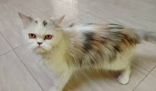 persian female cat (whatsapp 03”25”109”47”01)