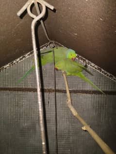Green parrot breeder pair