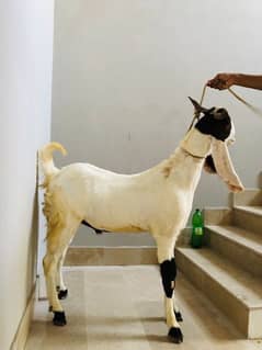 goat for sale in Karachi 03278283961