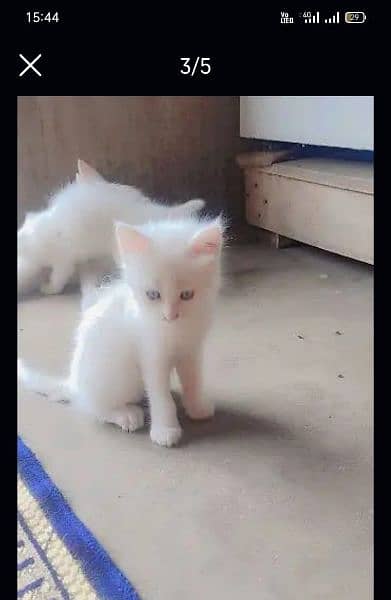 kittens 0