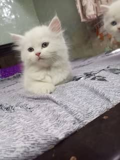 persian cat kitten