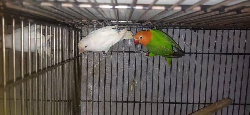 LoveBirds Green Opaline Split Blue & Albino Possible Split ino 0