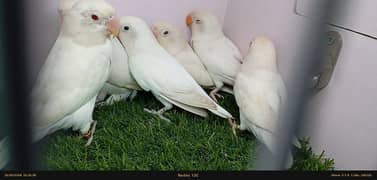albino red eye love birds