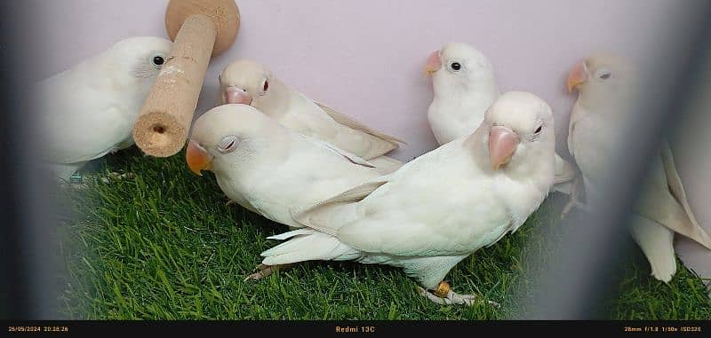 albino red eye love birds 1