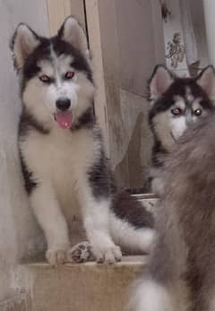 Wooly Coat Huskies & Rott Puppies & Adults available