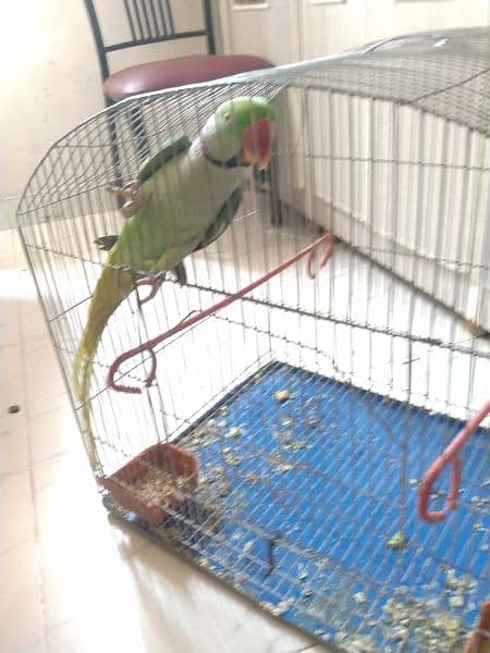 KASHMIRI PAHARI PARROT 0