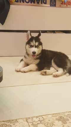 Siberian Husky male puppies for sale