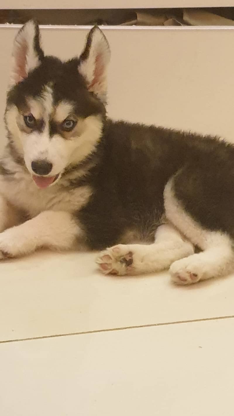 Siberian Husky male puppies for sale 1