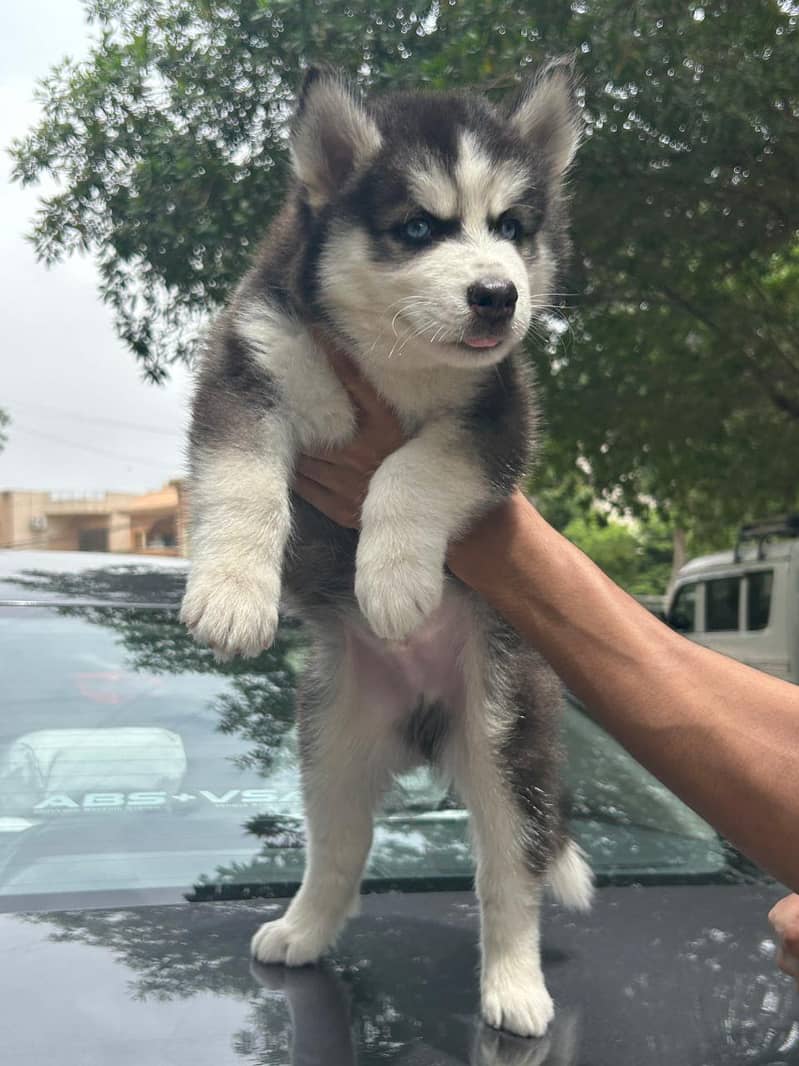 Siberian Husky male puppies for sale 2