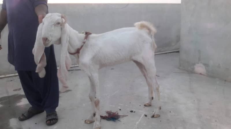 Gulabi Bakri & Ando Bakra For Sale Qurbani 4