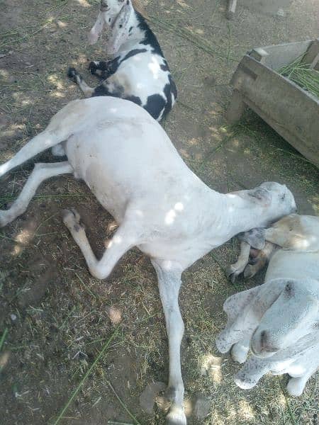 2 years old bakra for sale 0