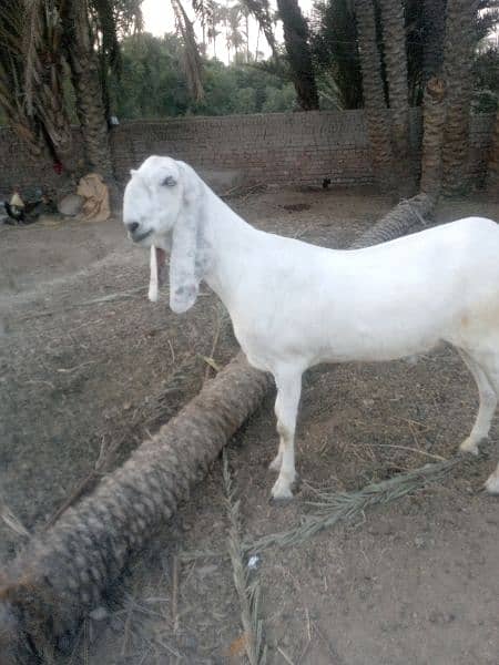 2 years old bakra for sale 1