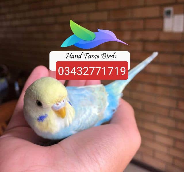 hand tamed cocktails love birds budgies 03432771719 2