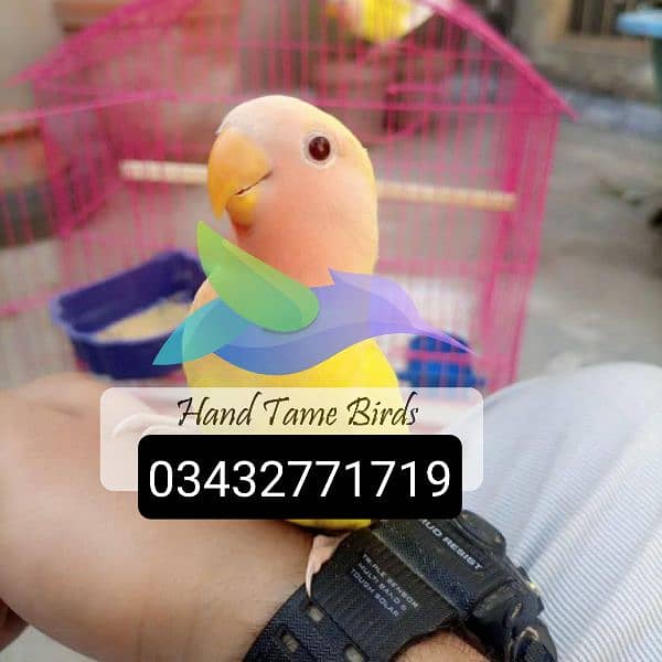 hand tamed cocktails love birds budgies 03432771719 3