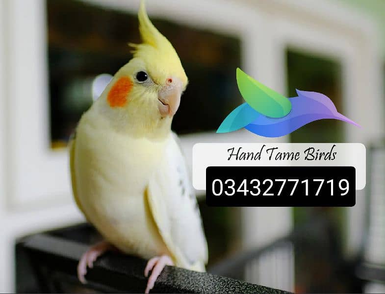 hand tamed cocktails love birds budgies 03432771719 5