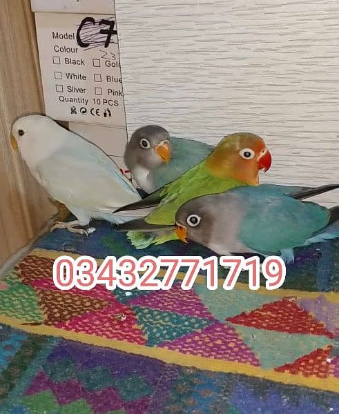 hand tamed cocktails love birds budgies 03432771719 7