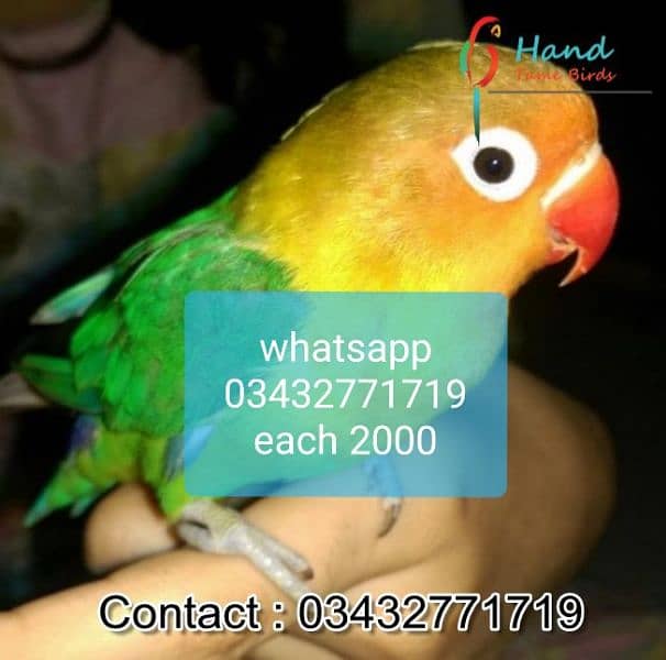 hand tamed cocktails love birds budgies 03432771719 8