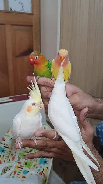 hand tamed cocktails love birds budgies 03432771719 11