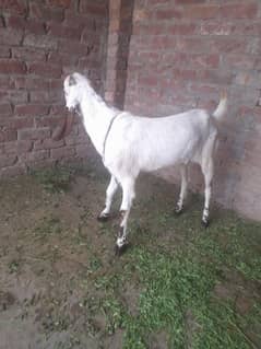 Goat Female Bakri