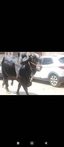 Gulabi Bachrey qurbani for sale 2