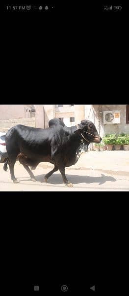 Gulabi Bachrey qurbani for sale 4