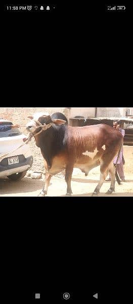 Gulabi Bachrey qurbani for sale 7