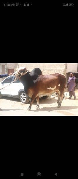 Gulabi Bachrey qurbani for sale 8