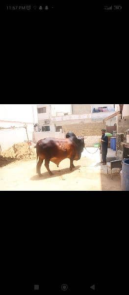 Gulabi Bachrey qurbani for sale 10