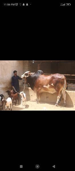 Gulabi Bachrey qurbani for sale 12