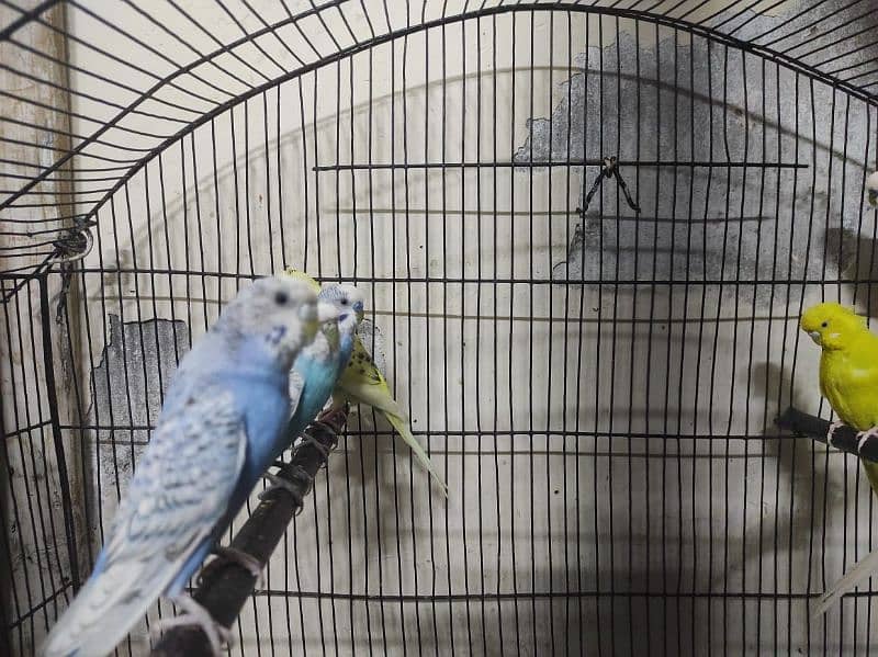 Budgie parrots 4