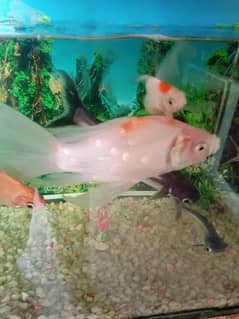 aquarium with importit fishs