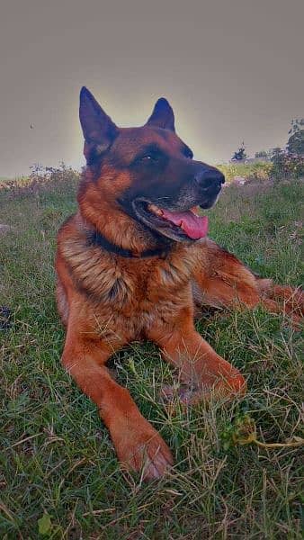 German shepherd single coat male 0