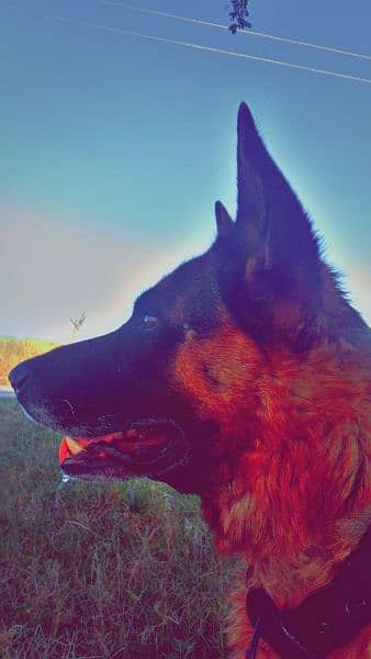 German shepherd single coat male 1