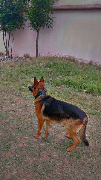 German shepherd single coat male 2