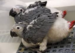 african grey / grey chicks / Congo African grey