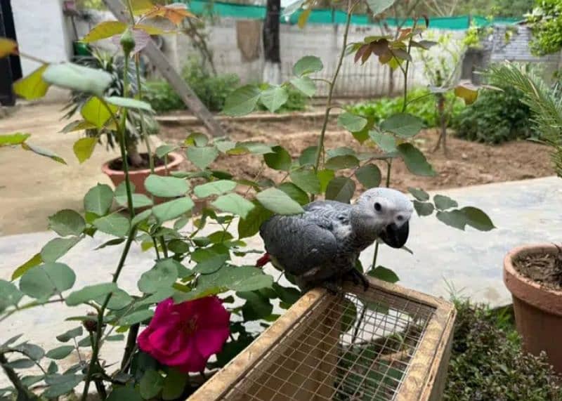 african grey / grey chicks / Congo African grey 1