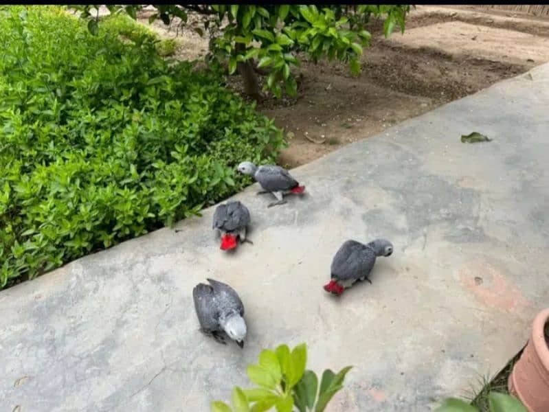 african grey / grey chicks / Congo African grey 2