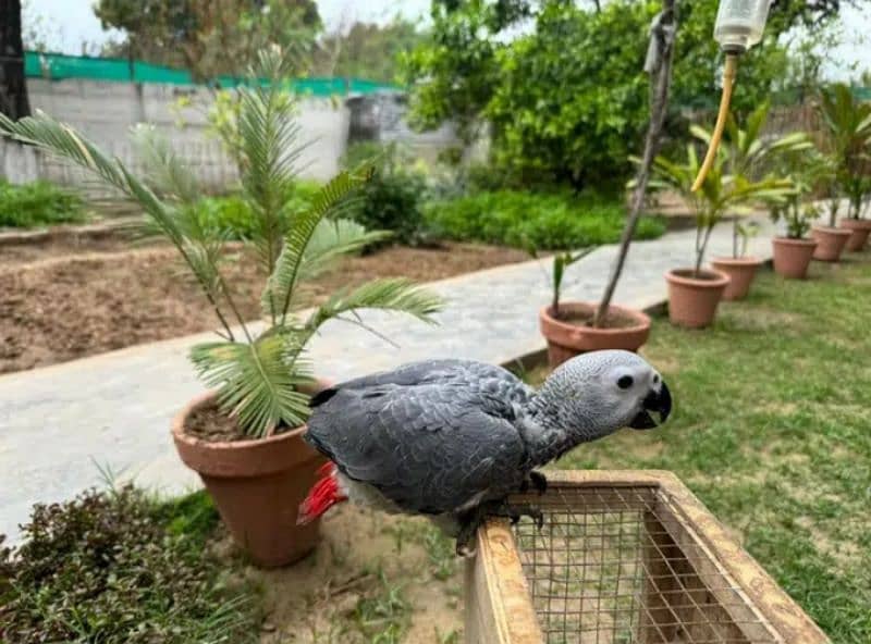 african grey / grey chicks / Congo African grey 3