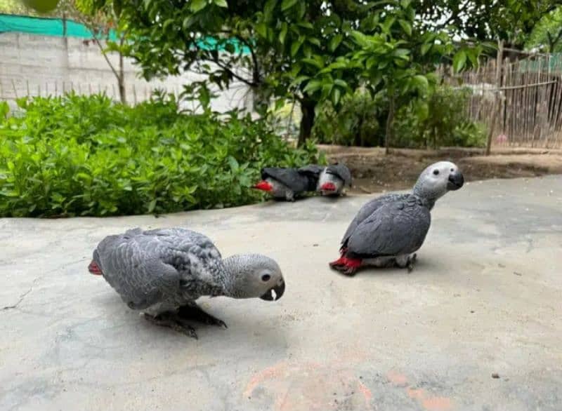 african grey / grey chicks / Congo African grey 5